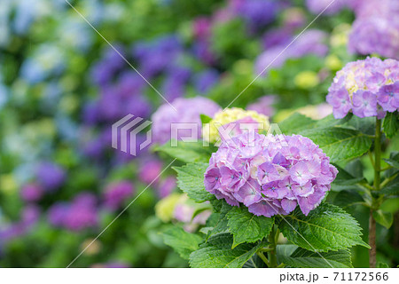 カラフルなボケをバックに薄紫のアジサイの花の写真素材