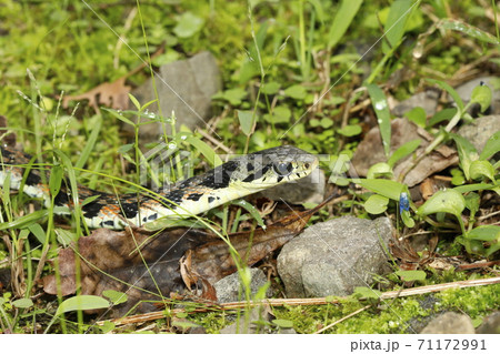 ヤマカガシ ヤマカガシ 71172991