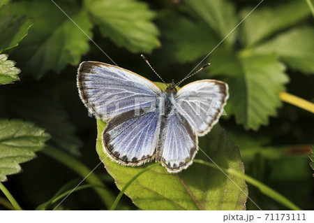 ヤマトシジミ ヤマトシジミ 71173111