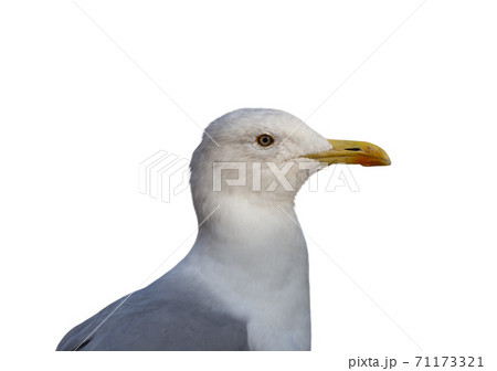 Seagull seabird portrait in profile isolated on white background 71173321