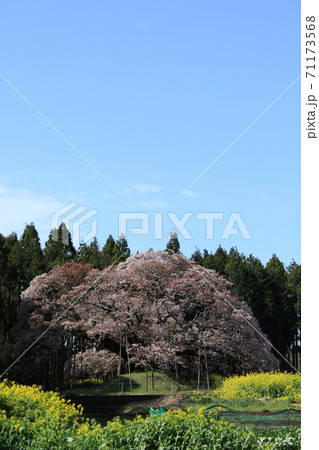 吉高の大桜 吉高の大桜 71173568
