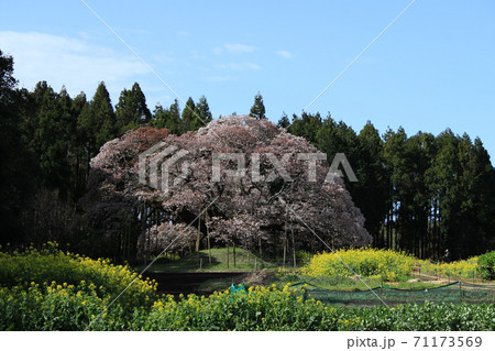 吉高の大桜 吉高の大桜 71173569