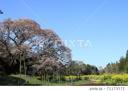 吉高の大桜 吉高の大桜 71173572