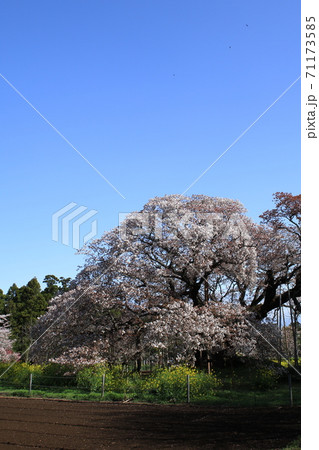 吉高の大桜 71173585