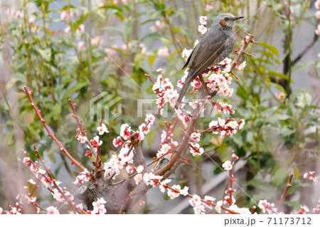 ヒヨドリと梅の花 日本の春 ヒヨドリと梅の花 日本の春 71173712