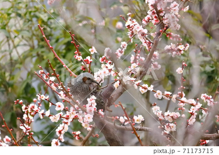 ヒヨドリと梅の花 日本の春の写真素材