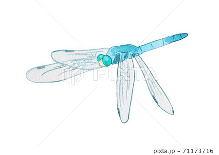 シオカラトンボのイラスト素材