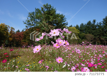 コスモス コスモス 71173775