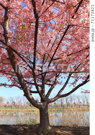 河津桜 岡山市児島湖花回廊の写真素材