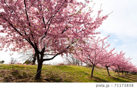 河津桜 岡山市児島湖花回廊の写真素材