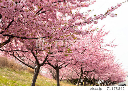 河津桜 岡山市児島湖花回廊の写真素材