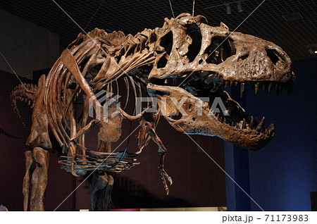 ジュラシックパークで有名なティラノサウルスの全身骨格の化石の写真 ...