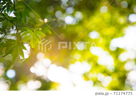 日の差し込むモミジの葉 71174775