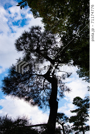 松の木 松の木 71174776