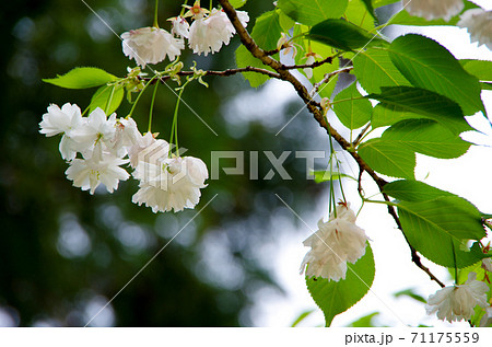 垂れ下がる長い花柄に咲く八重の桜の写真素材