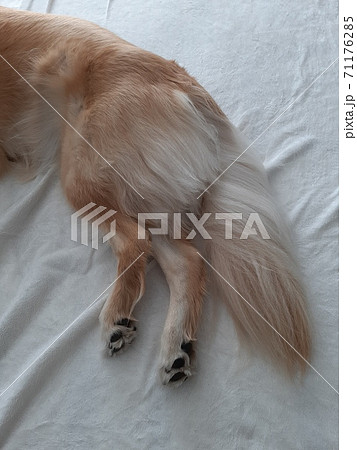 犬の下半身 71176285