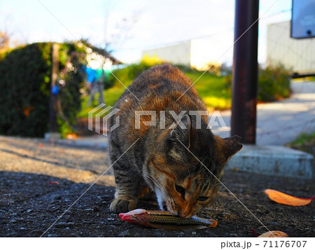 魚をくわえる猫の写真素材