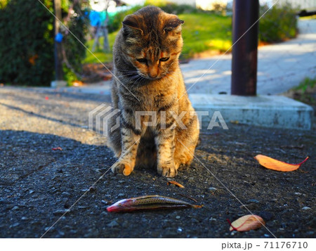 猫に魚をあげたときの反応 71176710