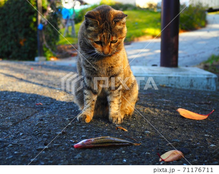 猫と魚の写真素材