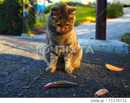 猫と生魚 71176712