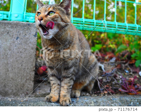 野生の猫 野生の猫 71176714