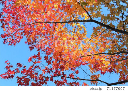 陽光に映える錦秋の紅葉 見上げたもみじの写真素材