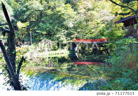 幻想的な水面の反射に吸い込まれるような森の景色 71177015