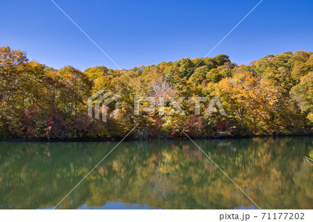 壮大で美しい紅葉に包まれる鎌池　長野県小谷村 71177202