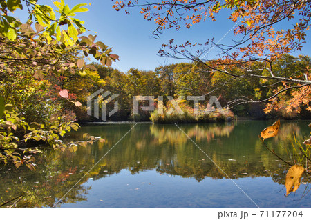 壮大で美しい紅葉に包まれる鎌池　長野県小谷村 71177204