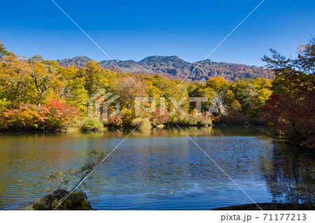 壮大で美しい紅葉に包まれる鎌池　長野県小谷村 71177213