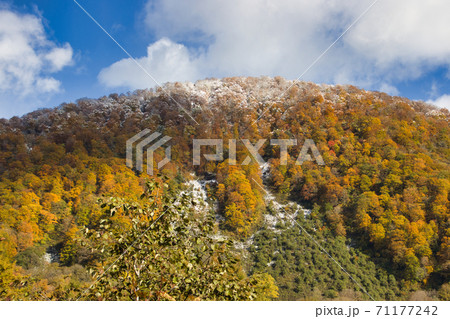 白馬猿倉の初雪と美しい三段紅葉 長野県白馬村 白馬猿倉の初雪と美しい三段紅葉 長野県白馬村 71177242