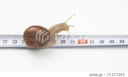 The snail crawls along the measuring ruler. mollusc and invertebrate. delicacy meat and gourmet food 71177263