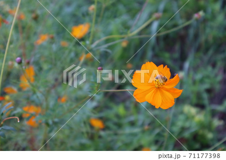 花 秋の花 コスモス 71177398
