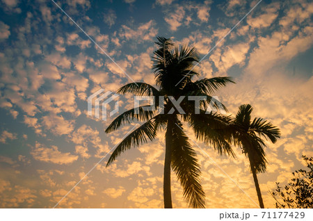 Coconut Palm tree background photo in winter seasonal theme back-lit but vibrant color sunrise sky. Palm tree in silhouette by sunlight. paradise - new Zealand. Beauty in nature horizon Backgrounds. 71177429