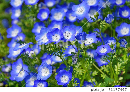 花 ネモフィラ 瑠璃唐草 栃木県 足利市 の写真素材