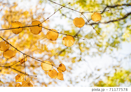 晩秋の紅葉したカツラの葉の写真素材