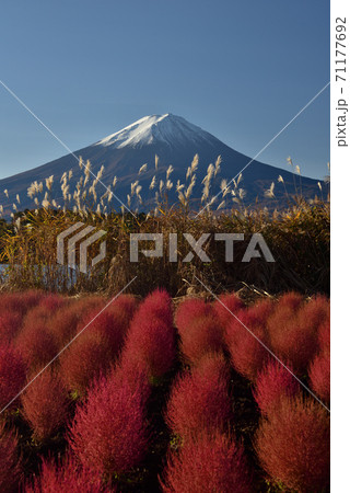 富士山とコキアが彩る秋の河口湖 富士山とコキアが彩る秋の河口湖 71177692