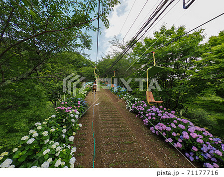 妙見山リフトの紫陽花 71177716