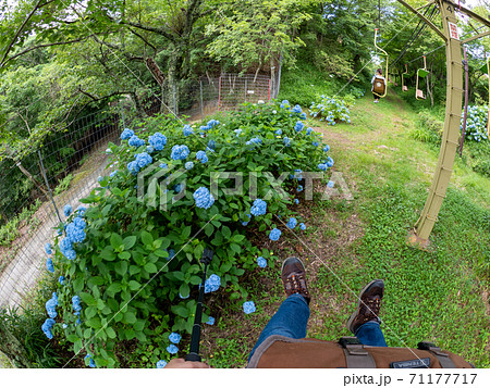 妙見山リフトの紫陽花 妙見山リフトの紫陽花 71177717