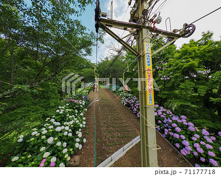 妙見山リフトの紫陽花 71177718