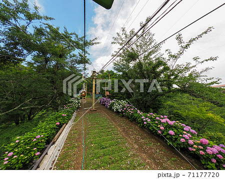 妙見山リフトの紫陽花 妙見山リフトの紫陽花 71177720