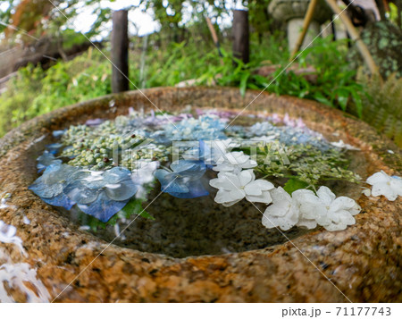 妙見山リフトの紫陽花 71177743