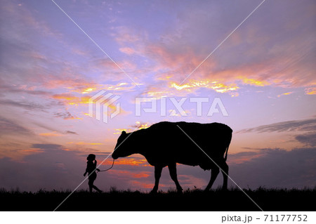 夕陽を背景に草原の牧場で牛を曳く女の子のシルエット 71177752