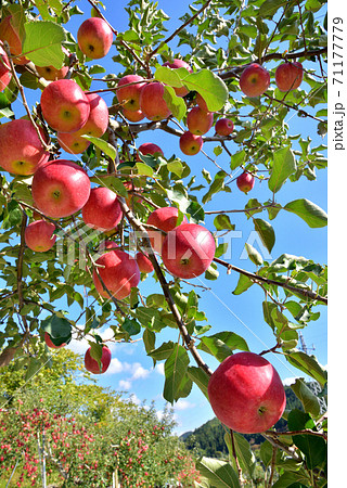 りんご園　青空に映える真っ赤なリンゴ　北国の秋風景　北国の秋イメージ　 71177779
