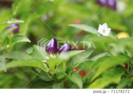 カラフルな五色トウガラシ　実と白い花 71178272