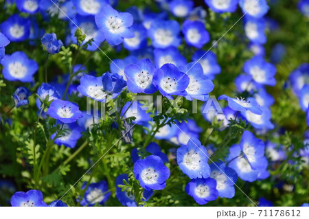 花 ネモフィラ 瑠璃唐草 あしかがフラワーパーク 栃木県 足利市 の写真素材