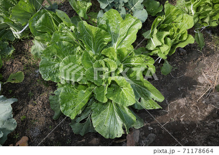 家庭菜園の白菜栽培 縛る前の写真素材