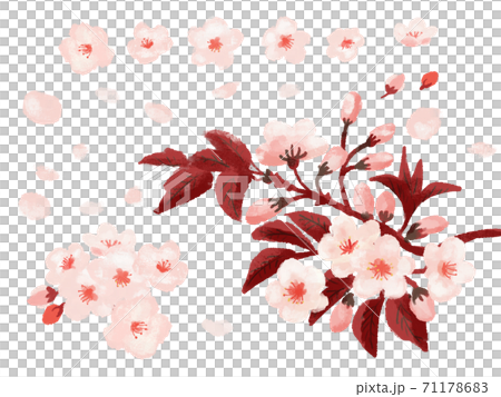 水彩塗り 枝付き桜と花とつぼみと花びら素材のセットイラストのイラスト素材
