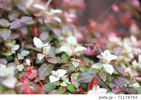 ハツユキカズラ(初雪葛) ハツユキカズラ(初雪葛) 71178764