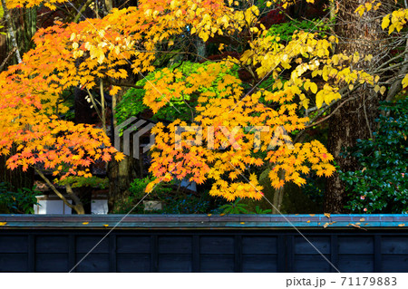 秋の紅葉　秋田県　角館 71179883